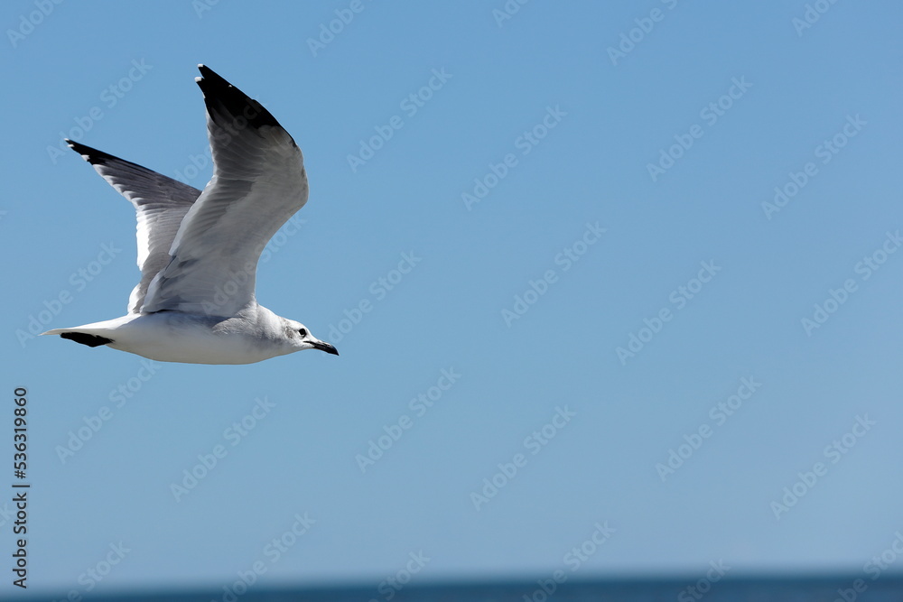 Obraz premium Seagull flying over the sea