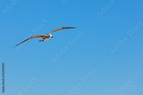 Seagull flying over the sea