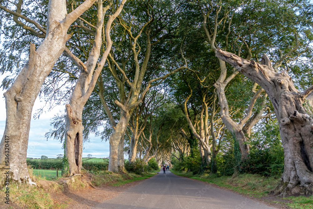 The Dark Hedges tree tunnel in Ballymoney, Northern Ireland The Dark Hedges tree tunnel in Ballymoney, Northern Ireland