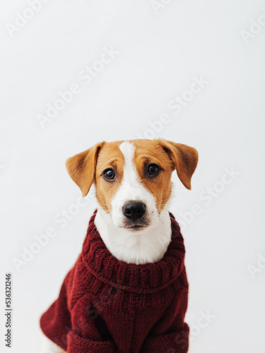 Cute dog jack russell terrier in a red sweater looks at the camera on a white background © Anna