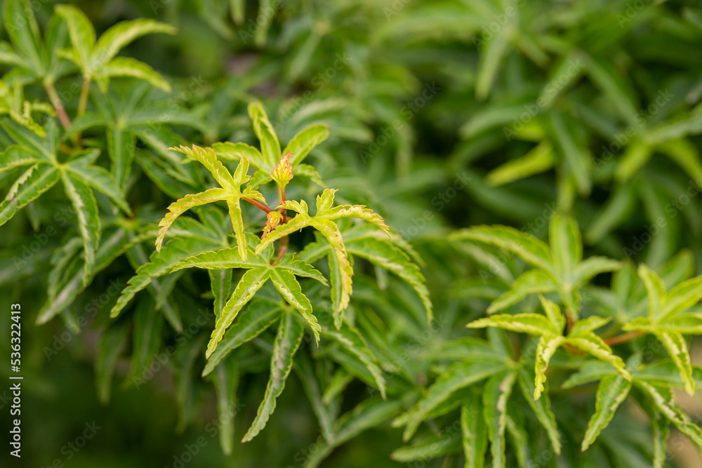Sambucus racemosa cultivar Plumosa aurea. Shrub with green leaves. Sambucus racemosa cultivar Plumosa aurea. Shrub with green leaves.