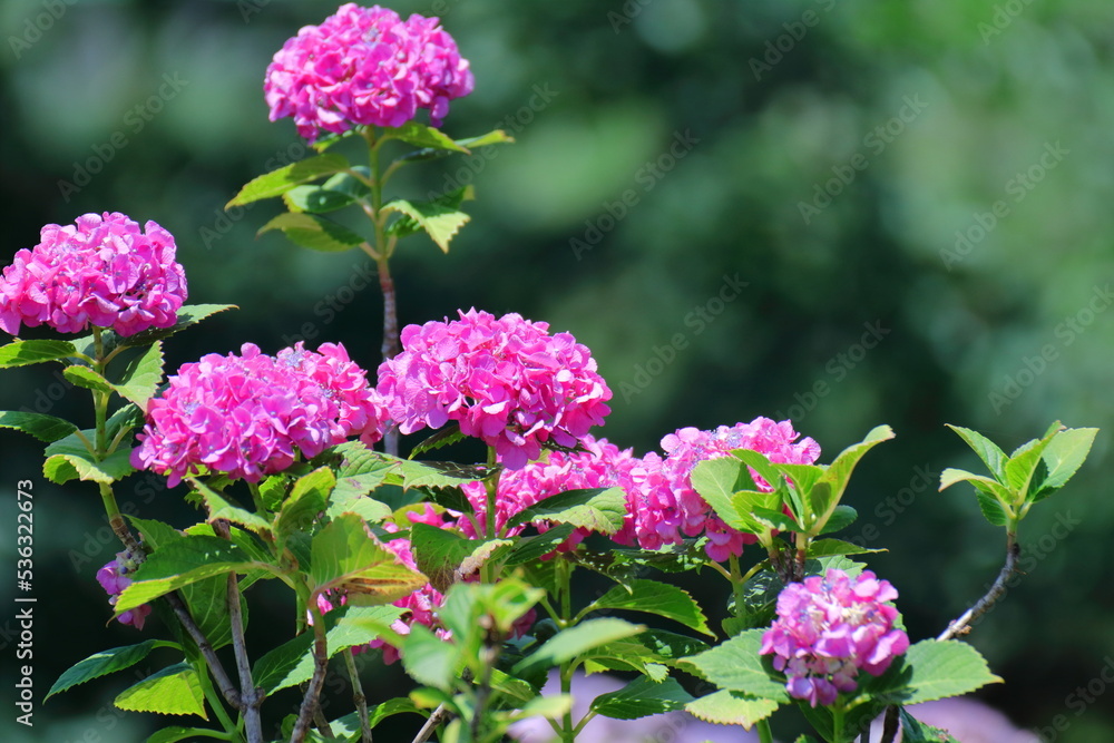 雨に濡れて咲く