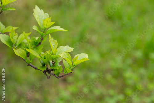 Nature of green leaf in garden at summer. Natural green leaves plants using as spring background cover page environment ecology