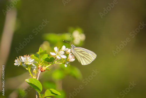 Ein Grünader Weißling, Peris napi und einer weißen Blüte.
 photo