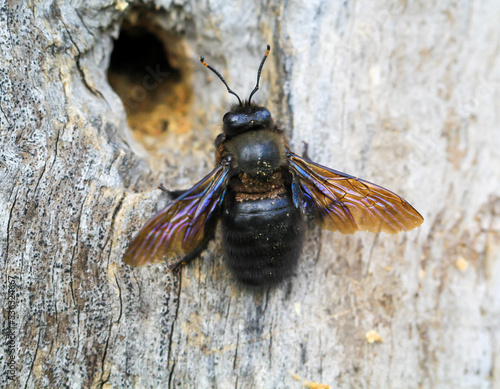 Eine Blauschwarze Holzbiene (Xylocopa violacea) an einem hohlen Baumstamm. Eine sogenannten Echten Biene.
