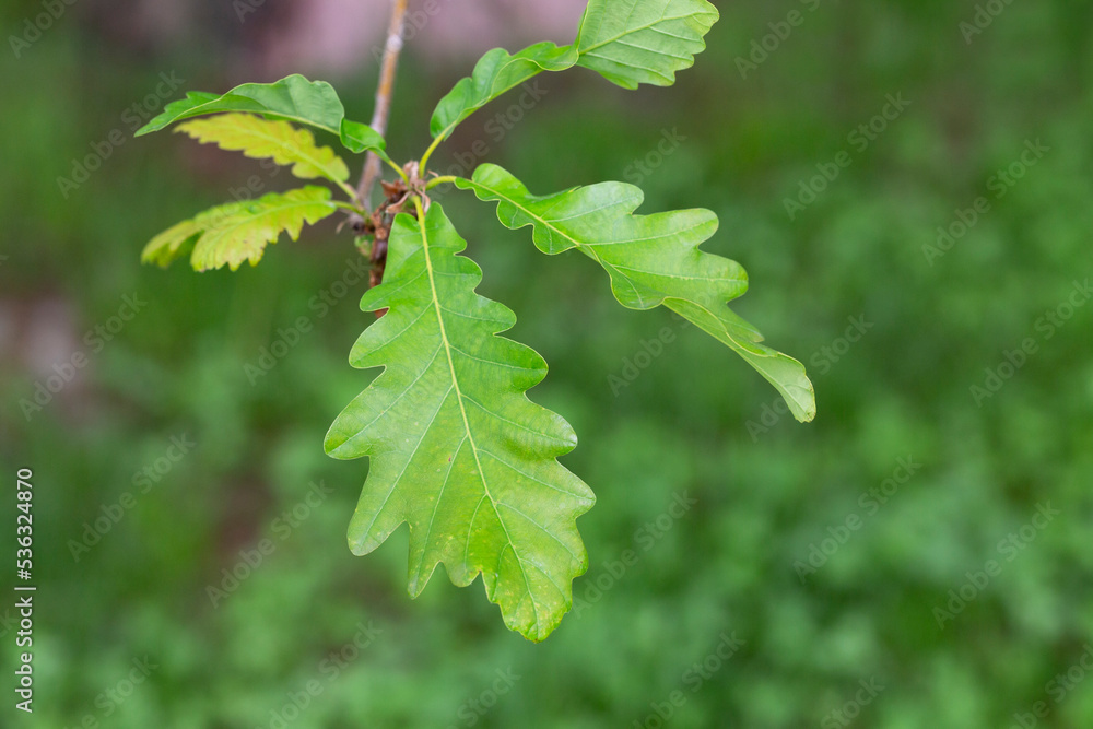 Quercus hartwissiana - plants shot in the spring. Quercus hartwissiana - plants shot in the spring.