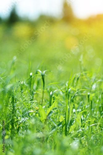 Fresh green grass, bright dawn on a sunny day. Soft focus, bokeh and blur. Natural summer background. Vertical photo