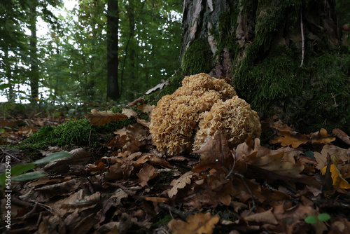 Huge edible Sparassis crispa wild fungus growing in pine forest