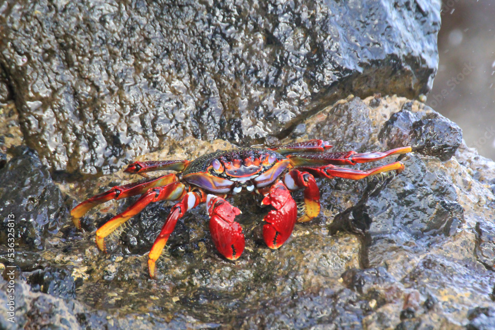 Eine rote Klippenkrabbe oder auch rote Felsenkrabbe auf einem Felsen am Meer.
Eine rote Klippenkrabbe oder auch rote Felsenkrabbe auf einem Felsen am Meer.