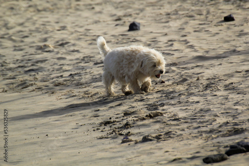 An einem Strand läuft ein kleiner weißer Hund und genießt den Auslauf. 