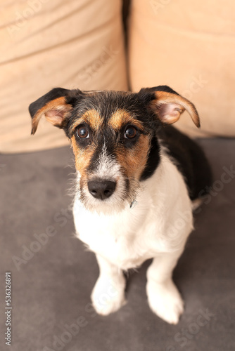 A wire-haired Jack Russell Terrier puppy on a beige textile sofa looks at the camera. A small dog with dark fur and funny spots on the fur is sitting at home on the couch.