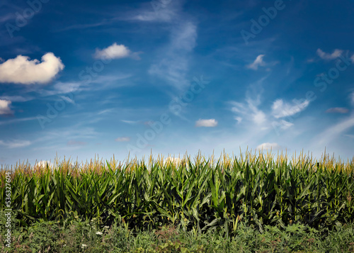 Iowa Corn photo