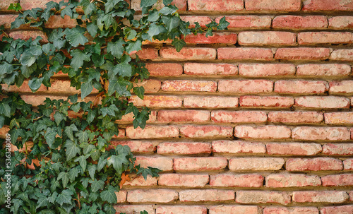 Ivy branches on an old brick wall  landscaping  space for text. The concept of advertising products on a natural background.