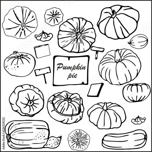 Pumpkin vector doodles set. Different separate pumpkins vegetable marrow and pattypan squash on a white background. Autumn vegetables 