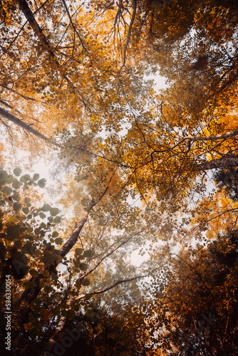 Aesthetic fall background with trees