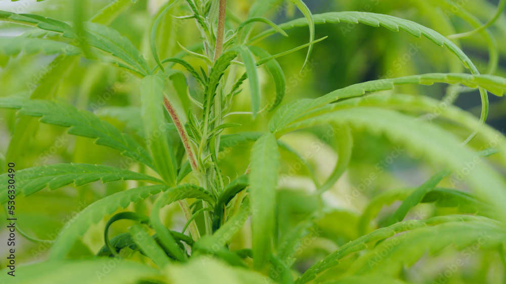 Obraz premium Green natural background with space for text. Plant and grow. hemp background.