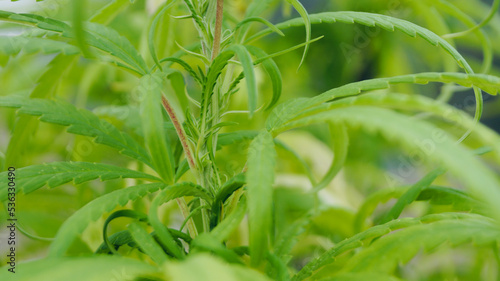 Green natural background with space for text. Plant and grow. hemp background.