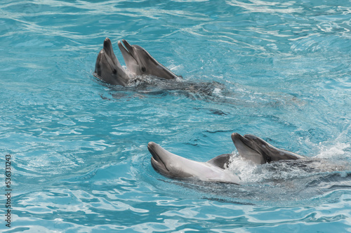 Dancing dolphins in the pool of Dolphinarium in Crimea. 