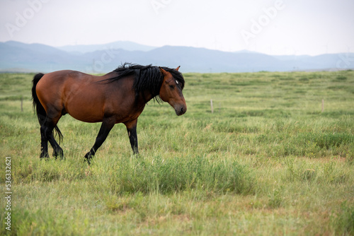 A free horse on the prairie
