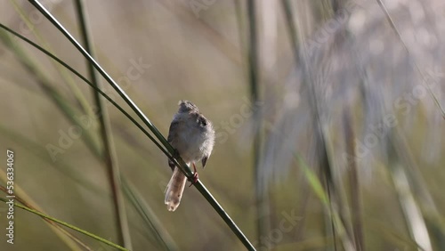 4k resolution video of Plain prinia or plain wren-warbler.