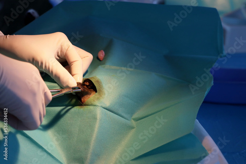 castration surgery on cat by vet  photo