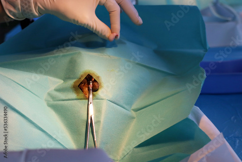 castration surgery on cat by vet  photo