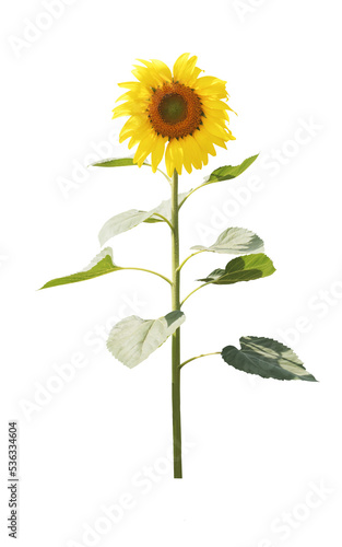 sunflower isolated on white background