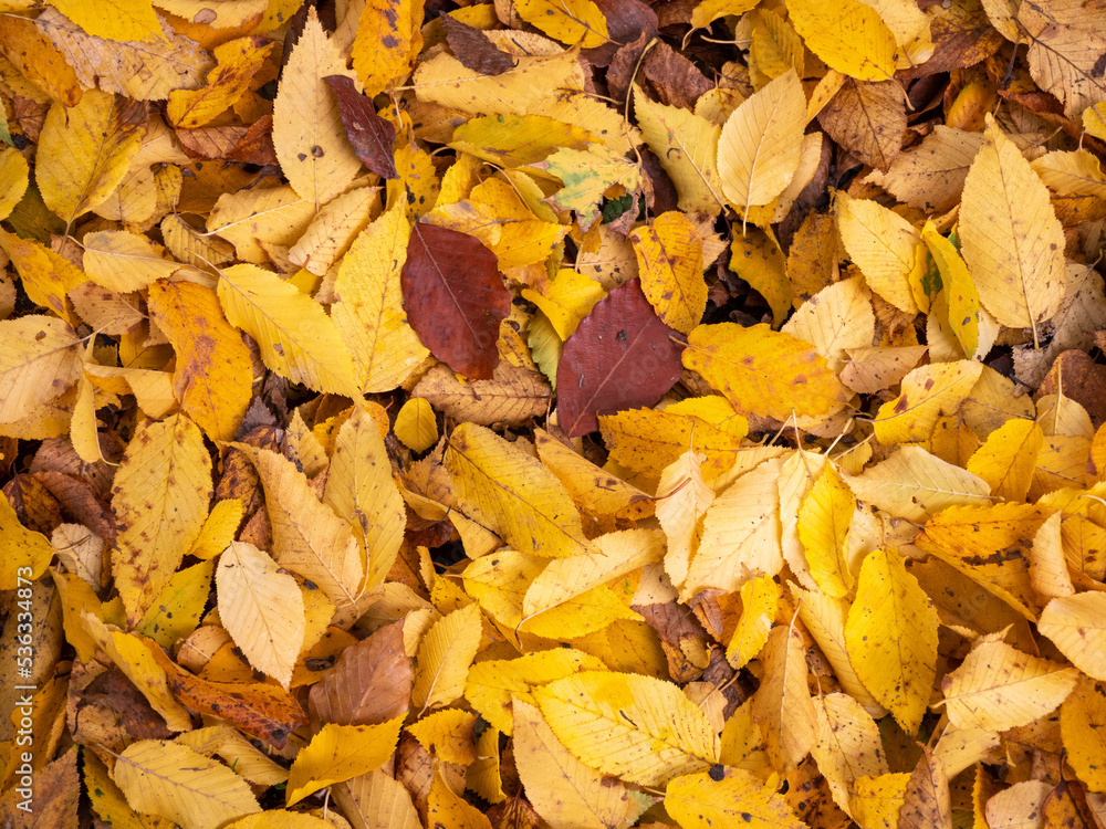autumn leaves on the ground autumn leaves on the ground