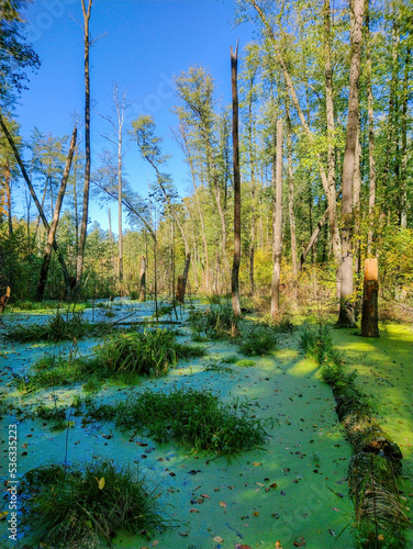 Green forest swamp in autumn. Photographed with a smartphone.