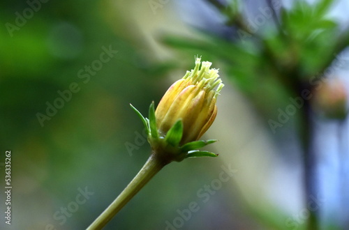 Wallpaper Mural Knospe einer gelben Kosmee Torontodigital.ca