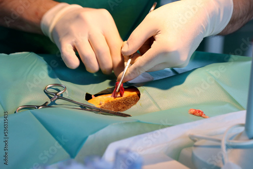 castration surgery on cat by vet  photo