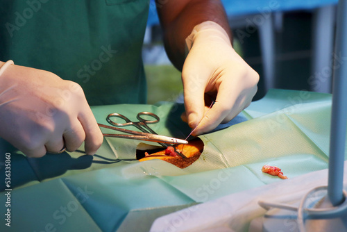 castration surgery on cat by vet  photo