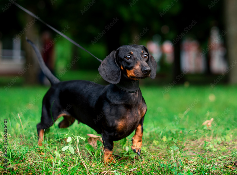 A black dwarf dachshund dog stands on a background of blurred green grass and trees. A beautiful dog has a collar around its neck. She looks away. The photo is blurred