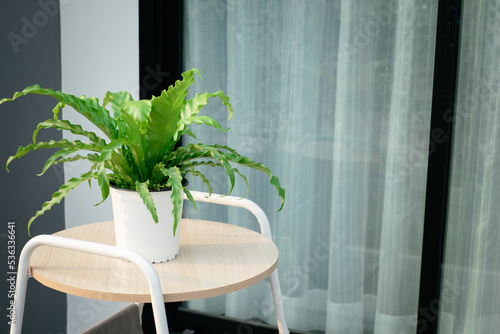 Beautiful bird's nest fern or Asplenium nidus indoor plant with white flower pot on wooden table as a home decoration. photo