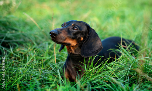 A black dwarf dachshund dog looks away. A dog stands with its head raised against a background of blurred green grass. The photo is blurred