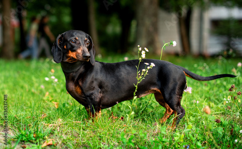 A black dwarf dachshund dog stands on a background of blurred green grass and trees. A beautiful dog has a collar around its neck. She looks away. The photo is blurred