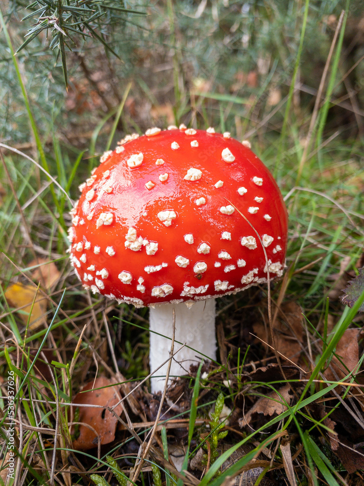 A single fly agaric mushroom, red with white spots. Magical fairytale toadstool. A single fly agaric mushroom, red with white spots. Magical fairytale toadstool.