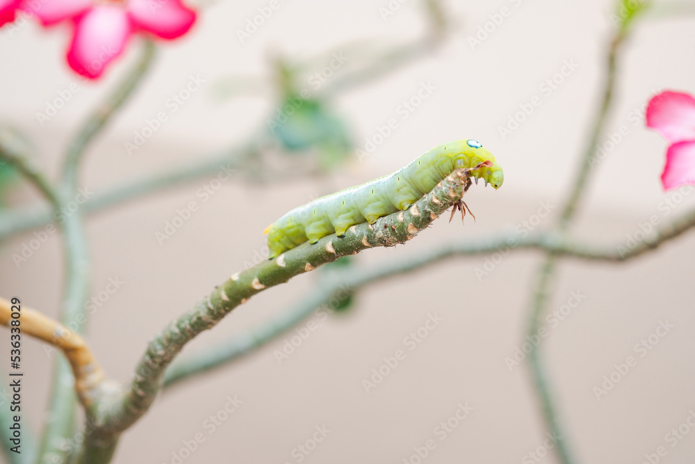 Little baby caterpillar crawling on a flower tree branch. Little baby caterpillar crawling on a flower tree branch.