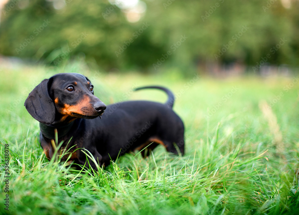 A black dwarf dachshund dog stands on a background of blurred green grass and trees. A beautiful dog has a collar around its neck. She looks away. The photo is blurred A black dwarf dachshund dog stands on a background of blurred green grass and trees. A beautiful dog has a collar around its neck. She looks away. The photo is blurred