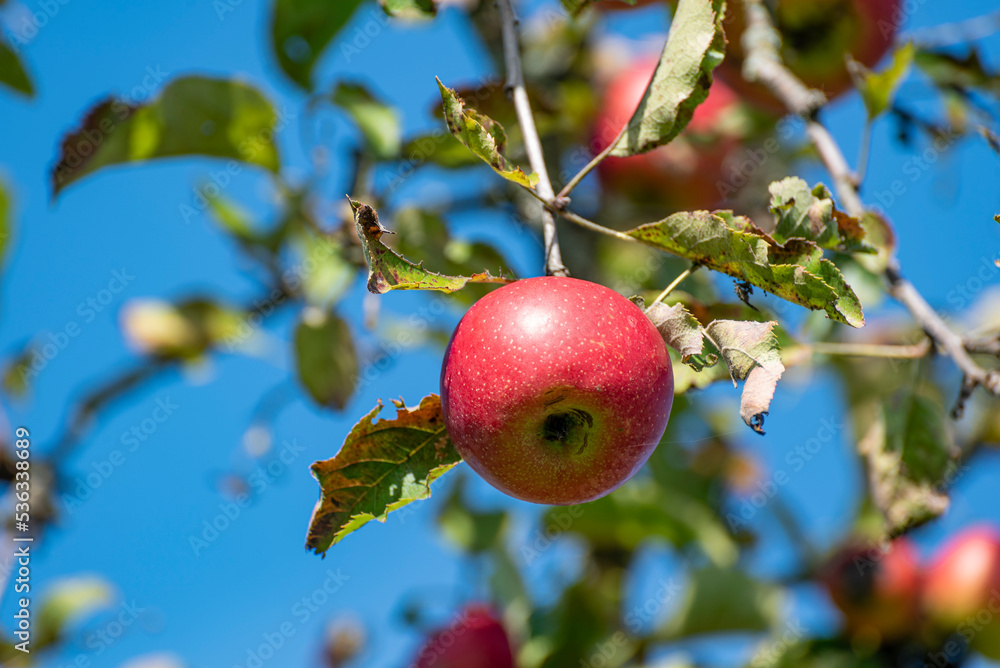 Ein reifer, roter Apfel hängt an einem Baum