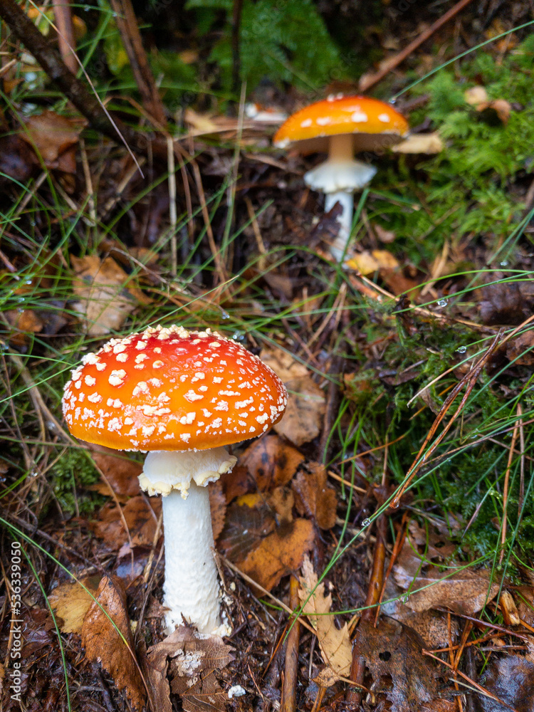 Fototapeta premium Some fly agaric mushrooms growing in woodland in the English countryside
