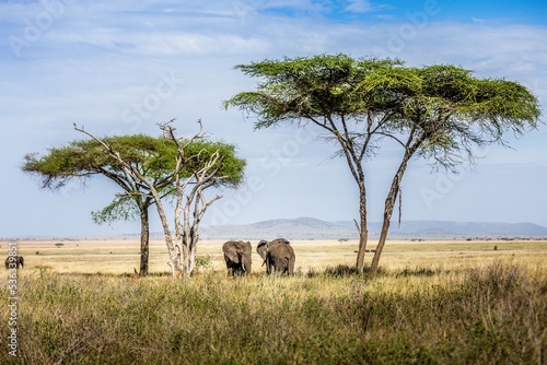 Picturesque african landscape with elephants, umbrella thorn acacias and mountains in the Serengeti, Tanzania photo