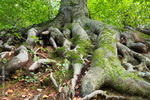 roots covered with green moss. Banja Koviljaca, Serbia, terraces park. The root is the underground part of the plant, which serves to strengthen it in the soil and absorb water and nutrients from it.