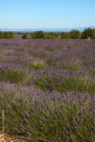 Lavendin, Lavendula x intermedia, Culture, Plateau de Valensole, Alpes de Haute Provence, 04