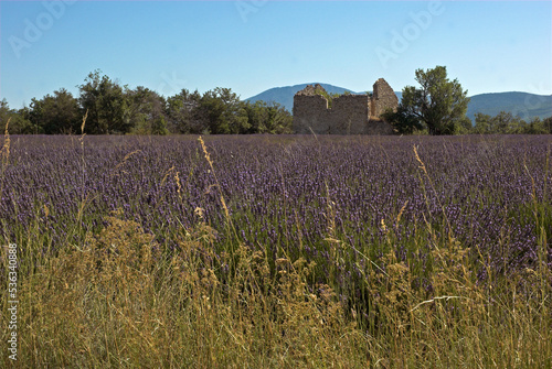 Lavendin, Lavendula x intermedia, Culture, Plateau de Valensole, Alpes de Haute Provence, 04 photo