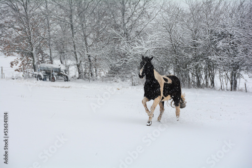 A horse runs in a pasture during snowfall