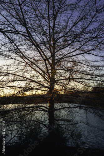 Tree by the lake hit by sunlight during sunset