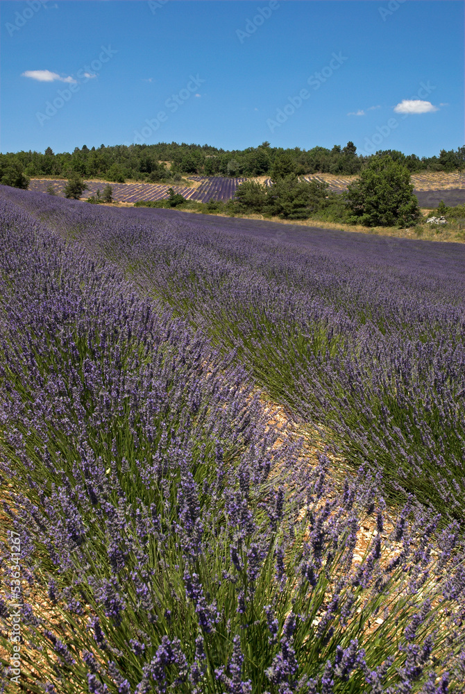 Naklejka premium Lavendin, Lavendula x intermedia, Culture, Plateau de Valensole, Alpes de Haute Provence, 04