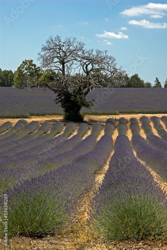 Fototapeta Naklejka Na Ścianę i Meble -  Lavendin, Lavendula x intermedia, Culture, Plateau de Valensole, Alpes de Haute Provence, 04