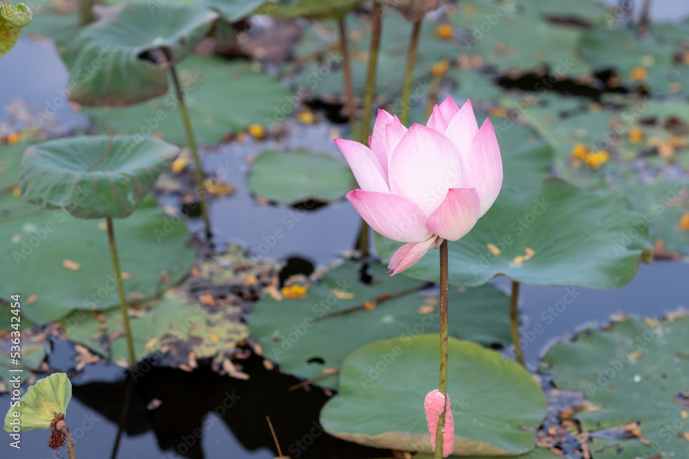 Beautiful pink lotus flower in the pond. Beautiful pink lotus flower in the pond.